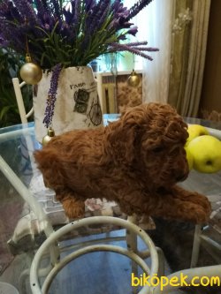 Sevımlı Toy Poodle Yavruları 3