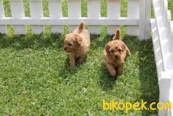 Sevimli TOY POODLE YAVRULARI 1