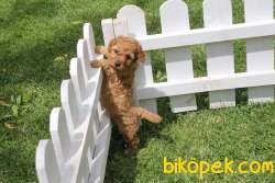 Sevimli TOY POODLE YAVRULARI 4