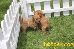 Sevimli TOY POODLE YAVRULARI 3