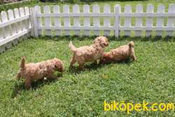 Sevimli TOY POODLE YAVRULARI 2