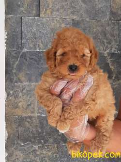Sevimli TOY POODLE YAVRULARI ÇİFTLİKTEN 2