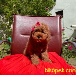 Sevimli Ufacık Kızıl Dişi Erkek Toy Poodle 2