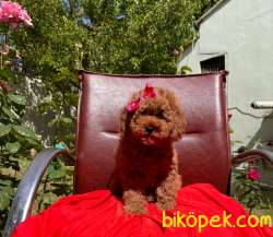 Sevimli Ufacık Kızıl Dişi Erkek Toy Poodle 1