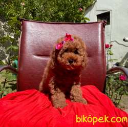 Sevimli Ufacık Kızıl Dişi Erkek Toy Poodle 3