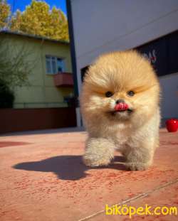 Sevimli Ve Sempatik Pomeranian Boo Kızımız MOLLY 2