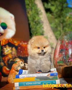 Sevimli Ve Sempatik Pomeranian Boo Kızımız MOLLY 3