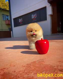 Sevimli Ve Sempatik Pomeranian Boo Kızımız MOLLY 1