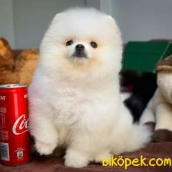 Sevimli Ve Yakışıklı Pomeranian Boo Oğlumuz HARİBO 4