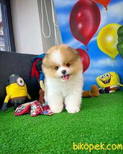 Sevimli Ve Yakışıklı Pomeranian Boo Oğlumuz HARİBO 1