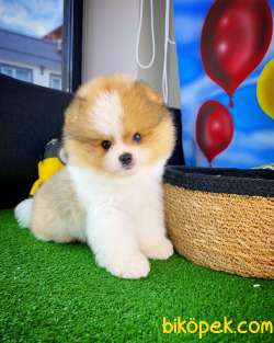 Sevimli Ve Yakışıklı Pomeranian Boo Oğlumuz HARİBO 4