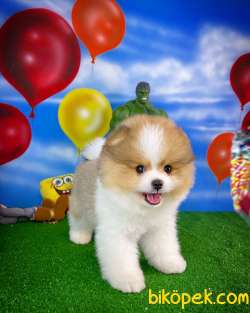 Sevimli Ve Yakışıklı Pomeranian Boo Oğlumuz HARİBO 2