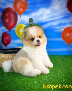 Sevimli Ve Yakışıklı Pomeranian Boo Oğlumuz HARİBO 3