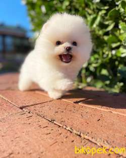 Sevimli Ve Yakışıklı Pomeranian Boo Oğlumuz HARİBO 3