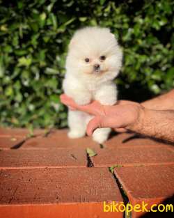 Sevimli Ve Yakışıklı Pomeranian Boo Oğlumuz HARİBO 2
