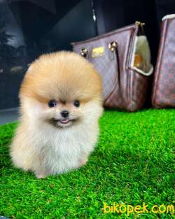 Sevimli Ve Yakışıklı Pomeranian Boo Oğlumuz HARİBO 4