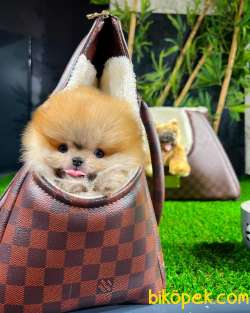 Sevimli Ve Yakışıklı Pomeranian Boo Oğlumuz HARİBO 5