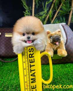 Sevimli Ve Yakışıklı Pomeranian Boo Oğlumuz HARİBO 1