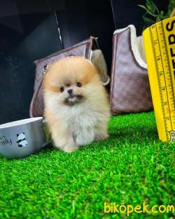 Sevimli Ve Yakışıklı Pomeranian Boo Oğlumuz HARİBO 2