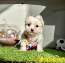 Sevimli Yavrularımız Maltese Terrier 5