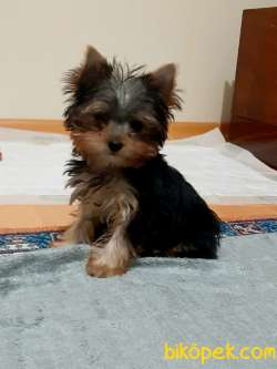 SEVİMLİ YORKSHIRE TERRIER YAVRULARIMIZ 5
