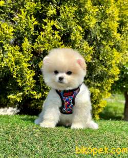 Sevinli Gülen Surat Pomeranian Bebekler 4