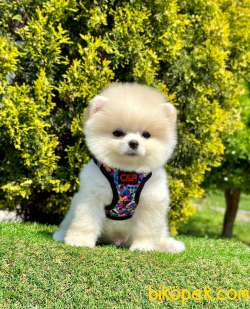 Sevinli Gülen Surat Pomeranian Bebekler 3
