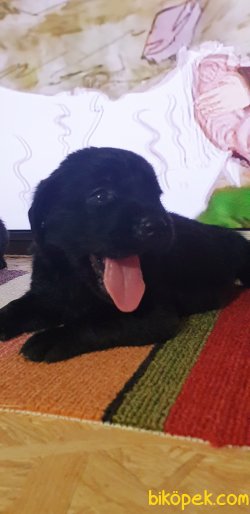 Sevmlı Siyah Labrador Yavrulermı 1