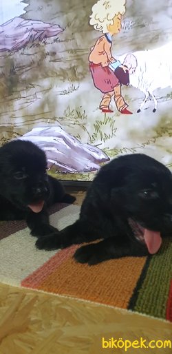 Sevmlı Siyah Labrador Yavrulermı 3