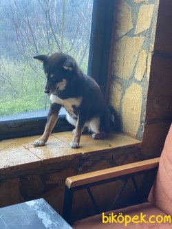 Shiba-inu  Nadir Bulunan Irk 5