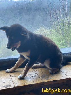 Shiba-inu  Nadir Bulunan Irk 4