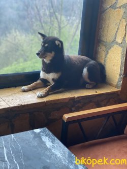 Shiba-inu  Nadir Bulunan Irk 3