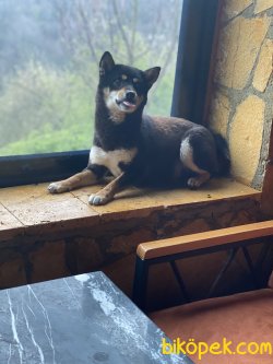 Shiba-inu  Nadir Bulunan Irk 1