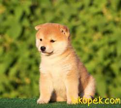 Shiba Inu Nadir Irk Kaliteli Yavrular 3