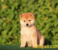 Shiba Inu Nadir Irk Kaliteli Yavrular 4