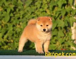 Shiba Inu Nadir Irk Kaliteli Yavrular 1