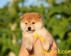Shiba Inu Nadir Irk Kaliteli Yavrular 2