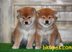 Shiba Inu Nadir Ve Özel Irk Yavrularımız Secereli 2