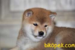 Shiba Inu Nadir Ve Özel Irk Yavrularımız Secereli 4