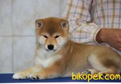 Shiba Inu Nadir Ve Özel Irk Yavrularımız Secereli 3