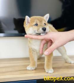 Shiba Inu  / SATILIK YAVRULARIMIZ 2