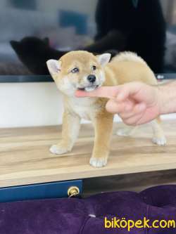 Shiba Inu  / SATILIK YAVRULARIMIZ 4
