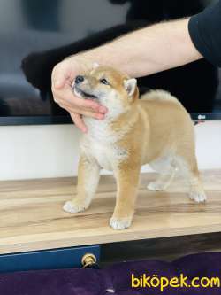 Shiba Inu  / SATILIK YAVRULARIMIZ 1