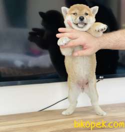 Shiba Inu  / SATILIK YAVRULARIMIZ 3