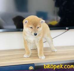 Shiba Inu  / SATILIK YAVRULARIMIZ 5