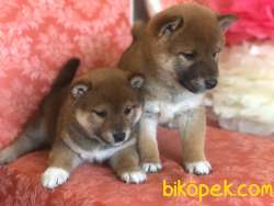 SHIBA İNU / Türkiye De TEK / SATILIK 2