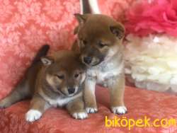 SHIBA İNU / Türkiye De TEK / SATILIK 3