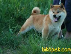 SHIBA İNU / Türkiye De TEK / SATILIK 1