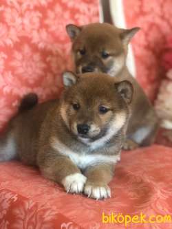 SHIBA İNU / Türkiye De TEK / SATILIK 4