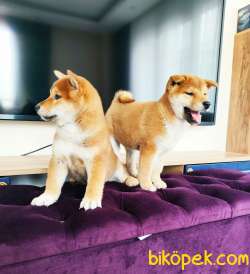 SHIBA İNU / Türkiye De TEK / SATILIK 1
